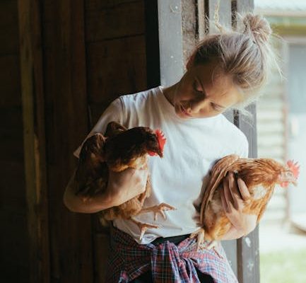 The Unexpected Popularity of Pet Chickens