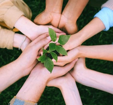 Why Beekeeping Courses Support Environmental Sustainability