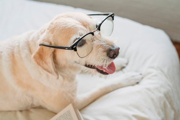 The Best Pets for Writers of Fiction