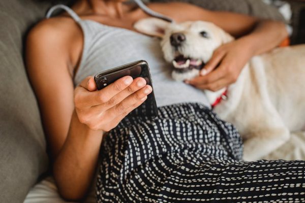 How Pet Caf茅s Ensure Animal Comfort