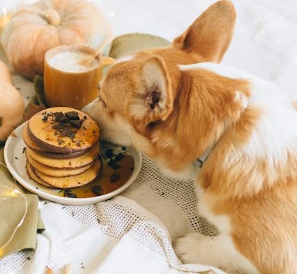 The Truth About Pet Food Labeling Tricks