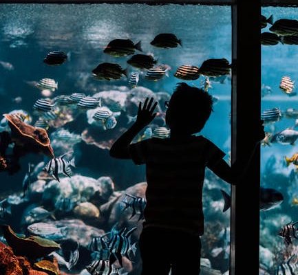 The Psychological Benefits of Watching Fish Swim