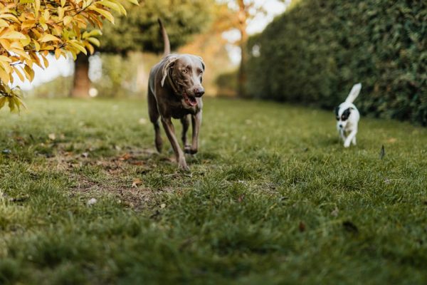 Why Dogs Chase Their Tails Less as They Age