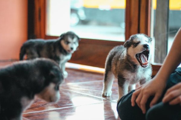 How Dogs Developed Breed-Specific Behaviors