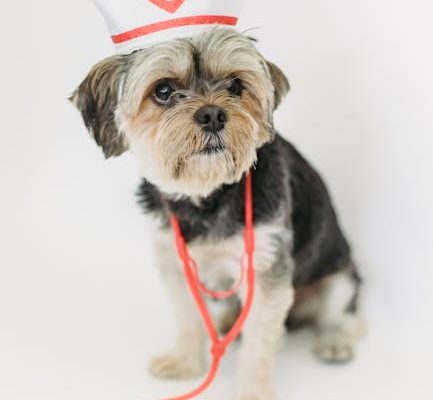 How Smart Collars Are Monitoring Pet Health