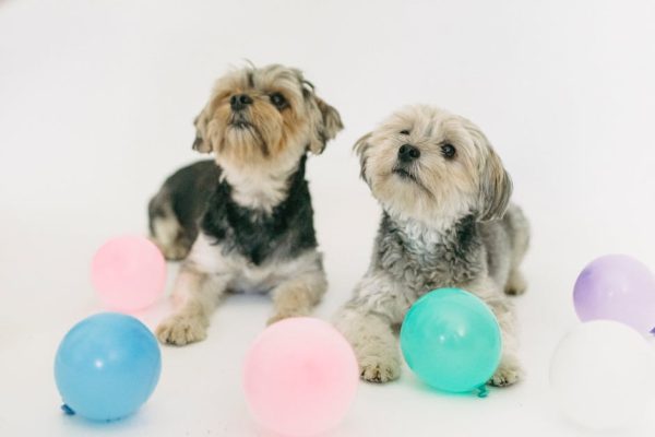 Why Some Dogs Are Scared of Balloons