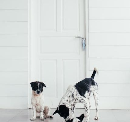 Why Some Dogs Are Scared of Stairs