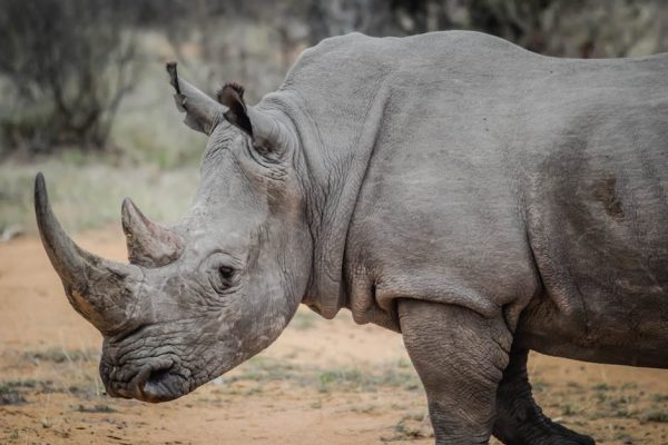 How Games Are Preserving Endangered Languages