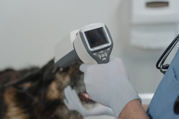 How Pet Tech Is Preventing Lost Animals