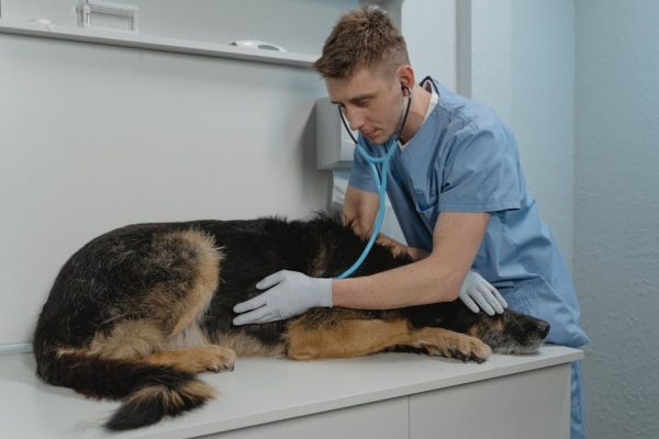 How Pet Technology Is Revolutionizing Vet Visits