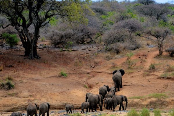 How to Travel with a Large Family
