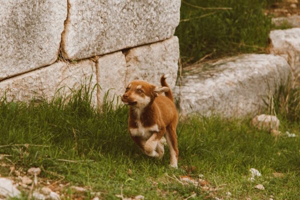 The Science Behind Why We Find Puppies Cute