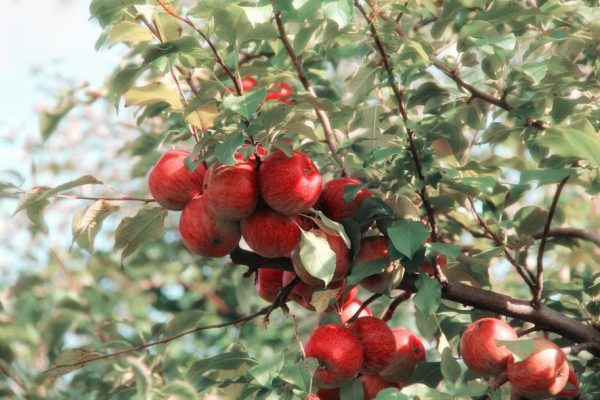 The Healing Properties of Apple Cider Vinegar