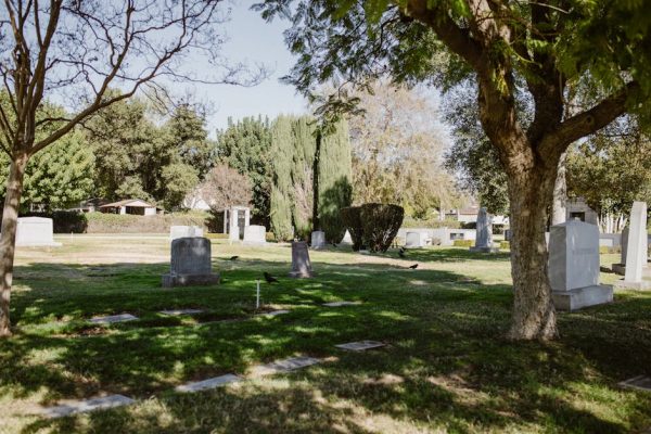 Why Some Birds Hold Funerals for Their Dead
