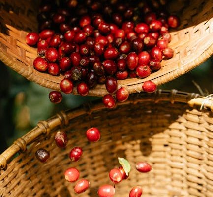 The Best Sustainable Coffee Farms