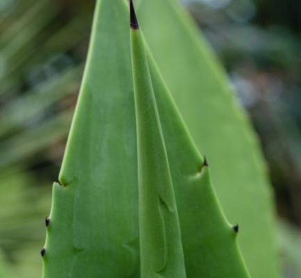 The Healing Properties of Aloe Vera Juice