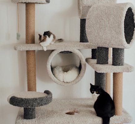 How Cats Use Purring to Heal Themselves