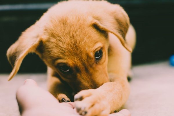 How Pet Caf茅s Manage Animal Interactions