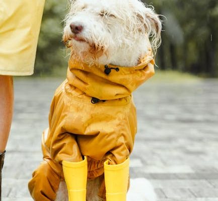How Dogs Developed Different Bark Sounds