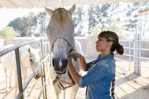 The Best Countries for Horse Trainer Visas