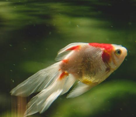 The Surprising History of Goldfish as Pets