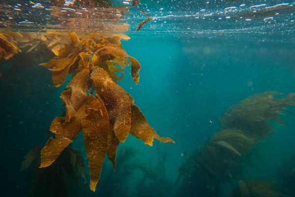 Why Some Fish Sleep in Bubble Nests