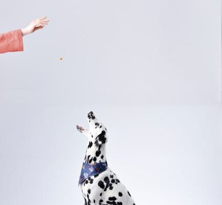 The Truth About Pet Psychics and Animal Communication