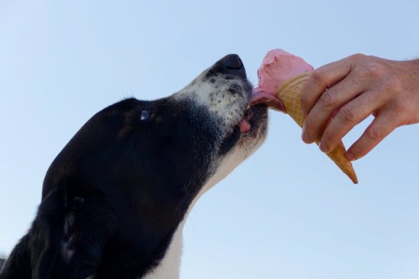 The Truth About Pet Food Allergies